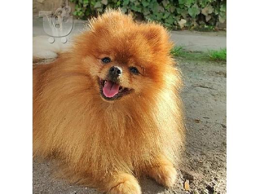 Pomeranian, όμορφα κουτάβια